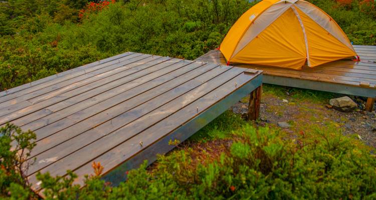 Une seule tente jaune dressée sur une plateforme en bois à côté d'une végétation arbustive dense et verdoyante après la pluie.