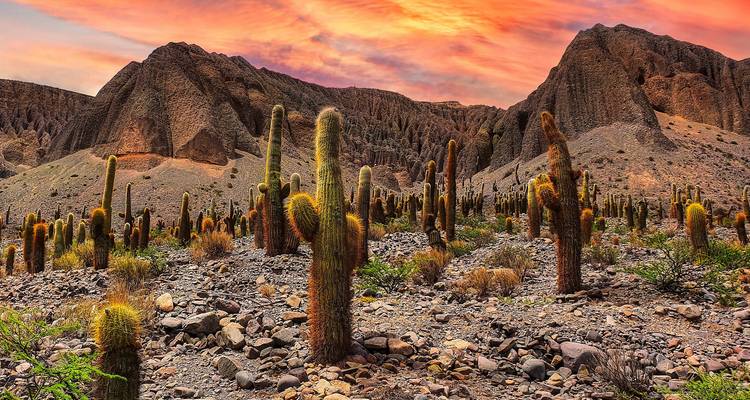 Cactus dans un paysage désertique au coucher du soleil.