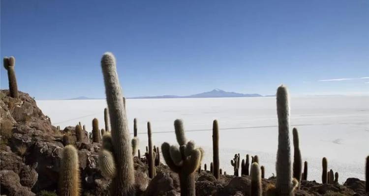 Plantas de cactus altas en una isla rocosa rodeada por un salar.