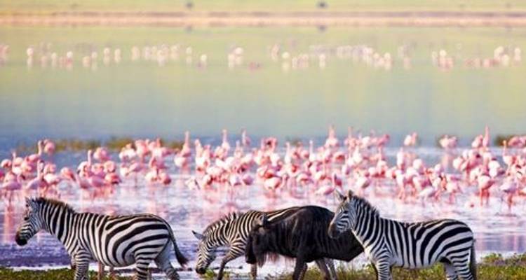 Karibu Safari 5D/4N (Ngorongoro, Serengeti & Tarangire) - Bamba Experience