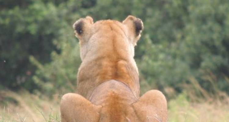 Lakes & Masai Mara Interactive Safari 5D/4N (Masai Mara, Lake Nakuru & Lake Naivasha) - Bamba Experience