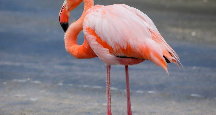 Gros plan de deux flamants roses debout ensemble.