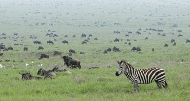 Highlights of Tanzania Safari 5D/4N (Lake Manyara, Serengeti & Ngorongoro) - Bamba Experience