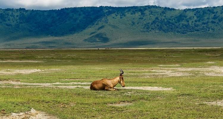 Un antílope descansando en la hierba en un día soleado con colinas en la distancia.