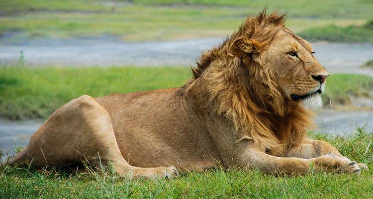 Un león acostado sobre la hierba en una sabana.