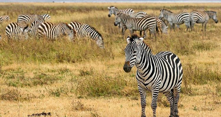 Un grupo de cebras pastando en una pradera abierta bajo un cielo despejado.