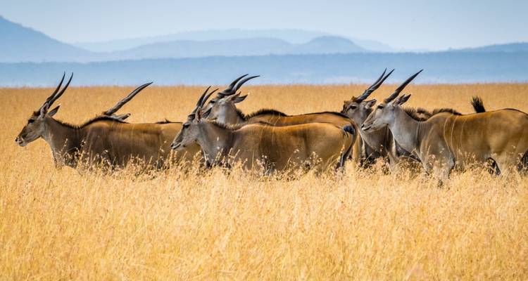 Groupe d'antilopes sur une savane dorée avec des montagnes au loin.