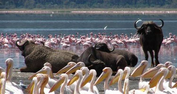 Super Kenyan Safari 8D/7N (Masai Mara, Lake Nakuru, Sweetwaters & Samburu) - Bamba Experience