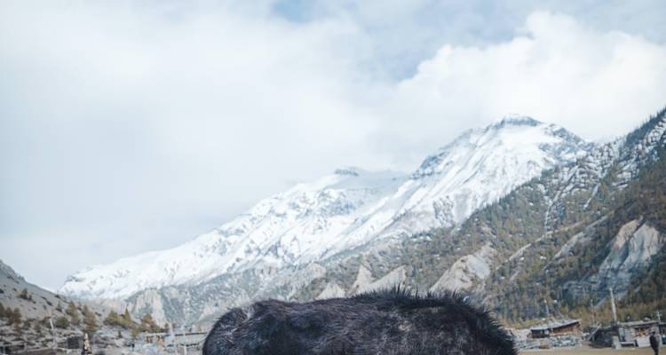 Yak desgreñado parcialmente en el encuadre con una cresta himalaya nevada y un cielo nublado de fondo