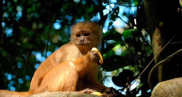 Bolivian Amazon Pampas Air-Expedition 4D/3N (from La Paz) - Bamba Experience