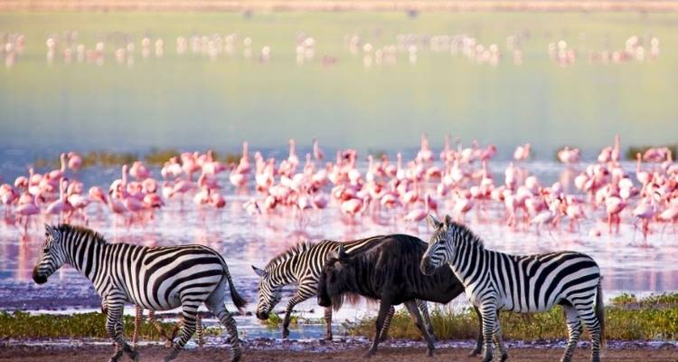Tanzania Game Safari 5D/4N (Lake Manyara, Ngorongoro Crater & Tarangire) - Bamba Experience