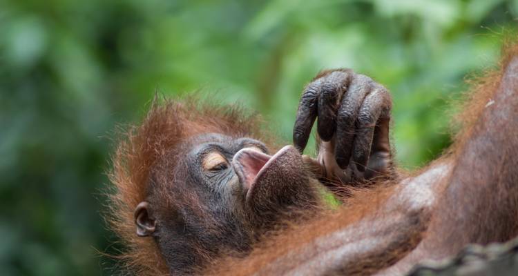 Primate lounging with hand near its face.