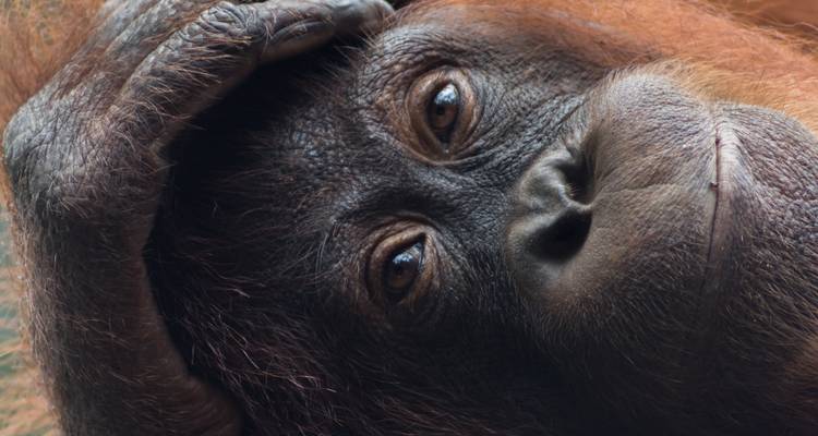 Primate gazing with one arm over its head.