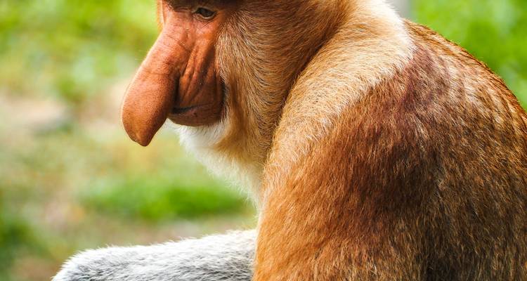 Proboscis monkey sitting in a relaxed position.