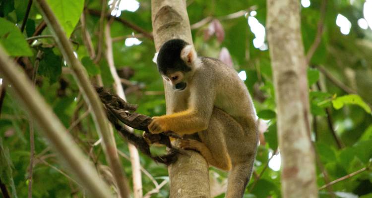 Close-up of a squirrel monkey gripping a branch in dense leafy rainforest.
