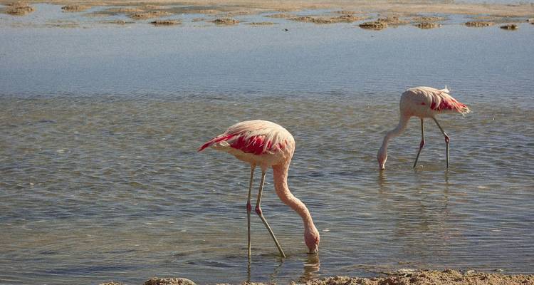 Flamencos alimentándose en un cuerpo de agua poco profundo.