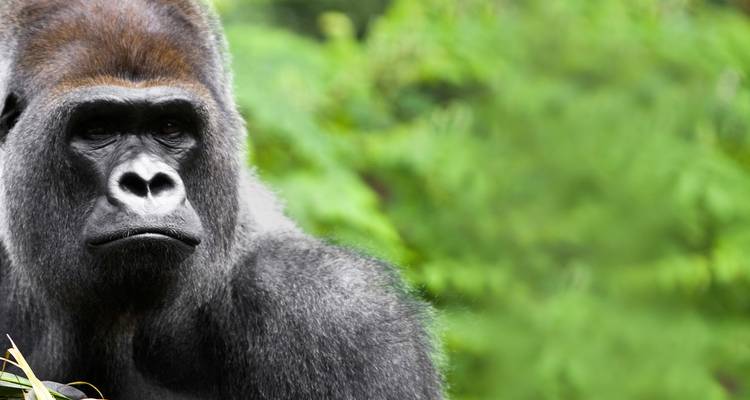 Kenya & Uganda Gorilla Adventure - G Adventures