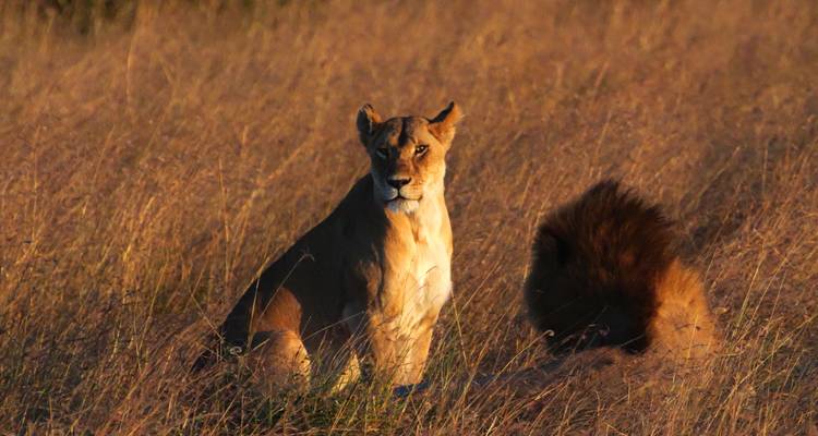 Lionne et lion se reposant dans les hautes herbes pendant l'heure dorée.