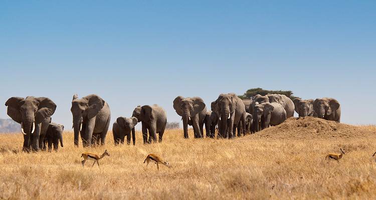 Une longue file d'éléphants avec quelques gazelles traversant une savane dorée et aride sous un ciel sans nuages.