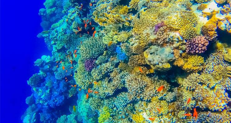 Arrecife de coral colorido con peces pequeños en el océano.