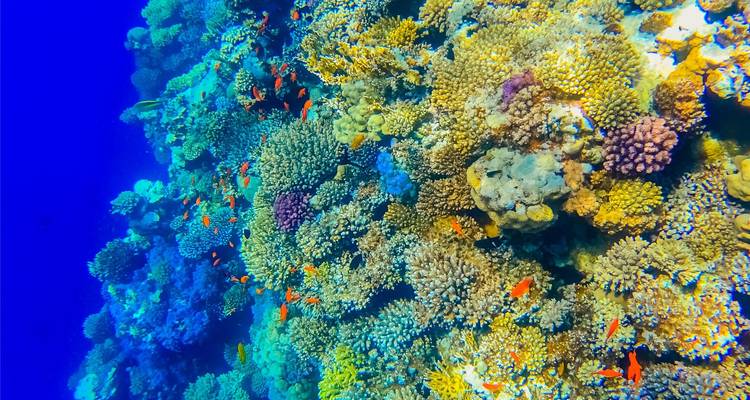 Arrecife de coral colorido bajo el agua con peces.