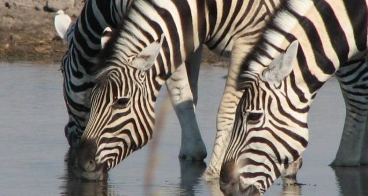14 Day Namibian Experience - Wild Dog Safaris