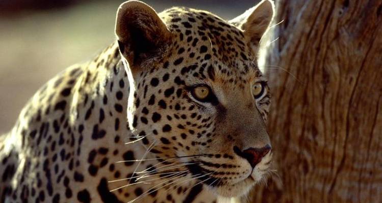 19 Day Combination - Wild Dog Safaris