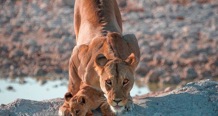 6 Day Taste of Namibia - Wild Dog Safaris
