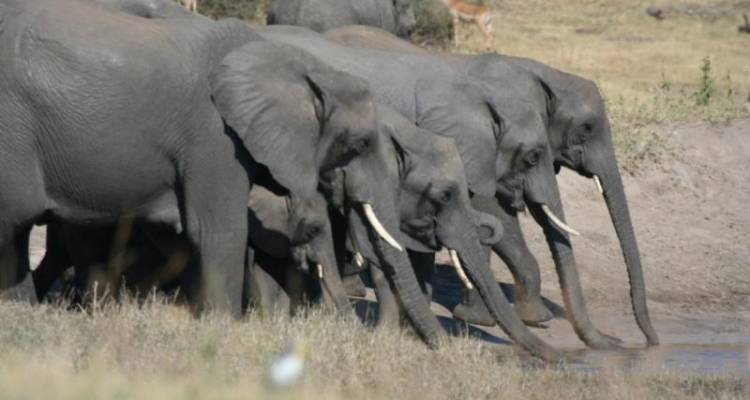 7 Day Northern Adventure - Wild Dog Safaris
