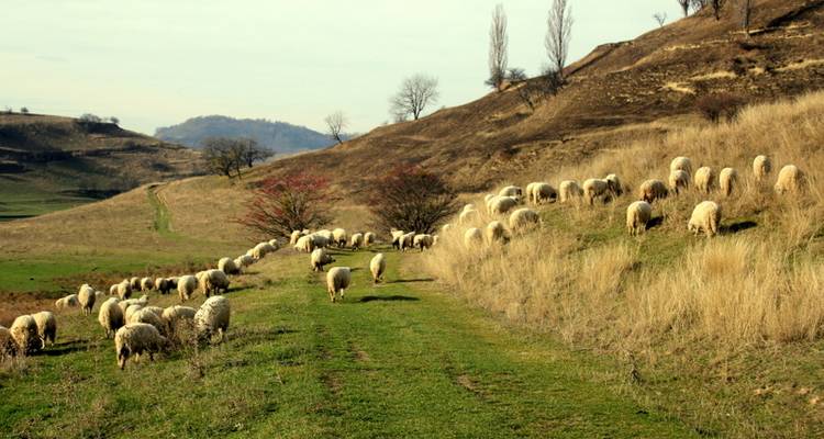 Saxonland - In Search of a Lost Civilization - TransyBike