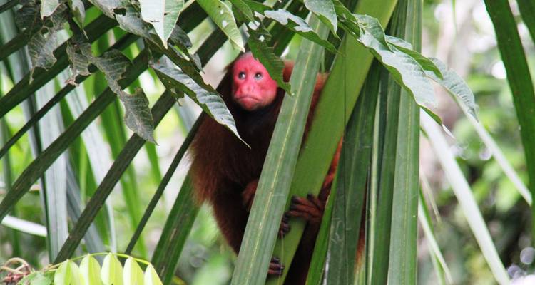 Red-faced monkey peeking through tropical foliage.