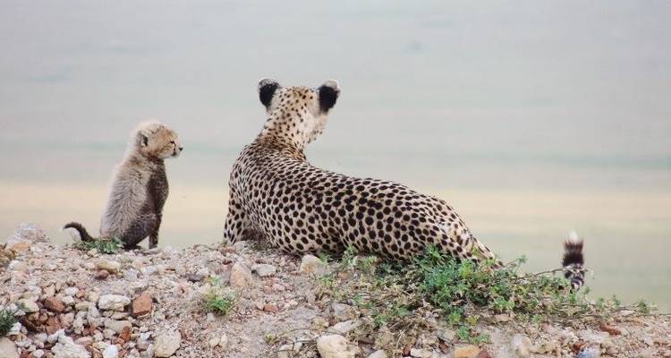 African Insight Safari 7D/6N (from Johannesburg) - Bamba Experience