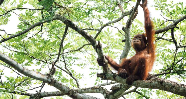 Un jeune orang-outan se suspend avec assurance à une branche d'arbre au milieu d'un feuillage vert luxuriant.