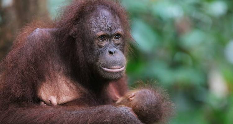 La mère orang-outan berce tendrement son nourrisson dans un environnement de jungle dense.