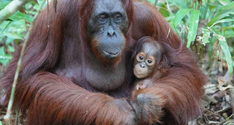 Un grand orang-outan entoure délicatement un bébé curieux dans une clairière de la jungle verdoyante.