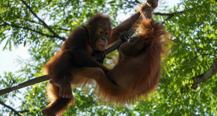 Deux jeunes orangs-outans se balancent et luttent avec entrain sur une branche sous la canopée ensoleillée.