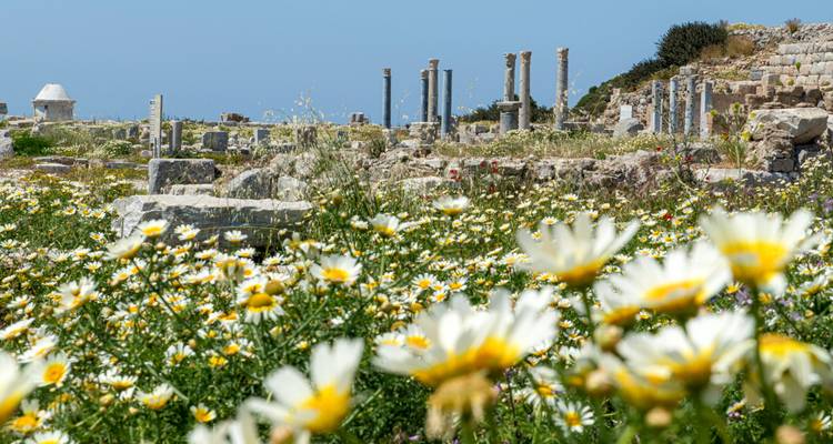 Wild daisies bloom among scattered ancient stone columns and ruins under a clear blue sky