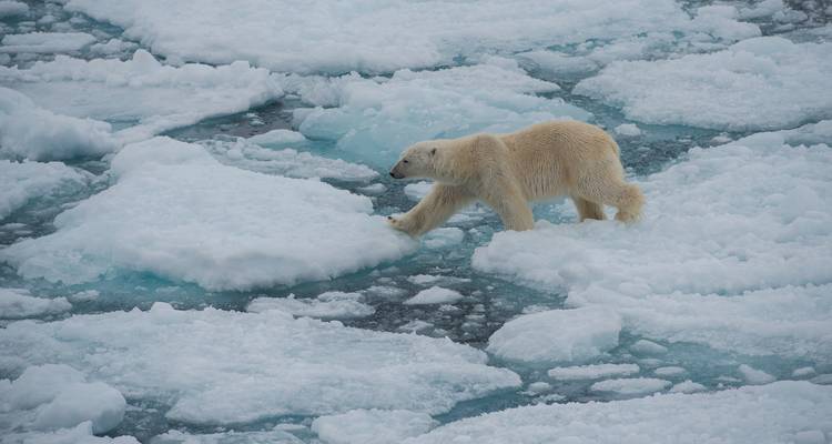 El oso polar camina con cautela entre los témpanos de hielo azul en las gélidas aguas del Ártico.