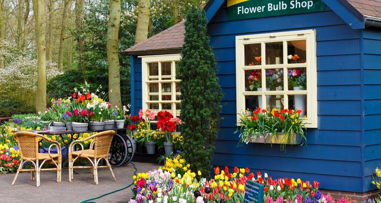 Tienda de bulbos de flores de madera azul rodeada de arreglos coloridos de tulipanes en un parque boscoso.