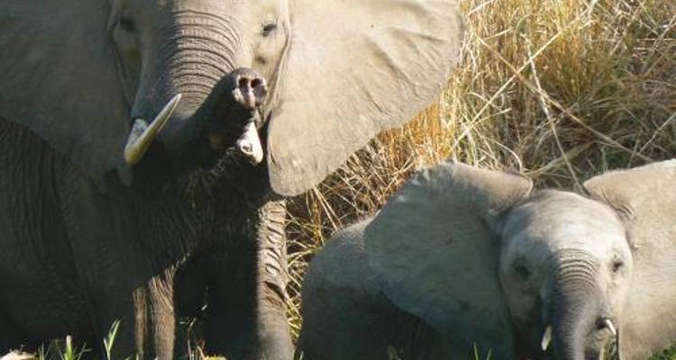 Kruger to Victoria Falls in Comfort - World Expeditions