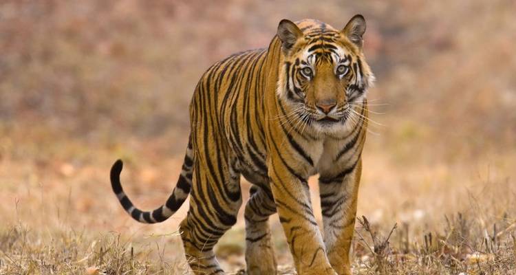 Bandhavgarh Tiger Experience (4 days) - Bamba Experience