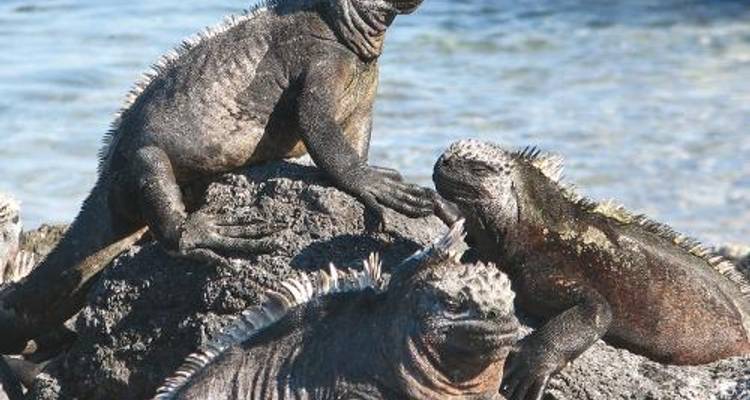 Galapagos Islands on Eden - World Expeditions