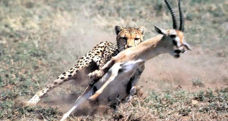 Moment d'action intense d'un guépard plaquant une gazelle dans un nuage de poussière dans la savane.