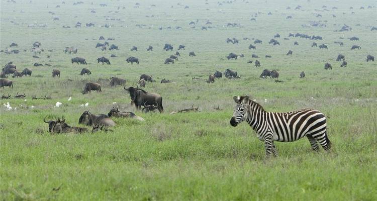 Vaste plaine du Serengeti parsemée de troupeaux de gnus, un zèbre bien en vue dans l'herbe verte luxuriante sous un ciel brumeux.