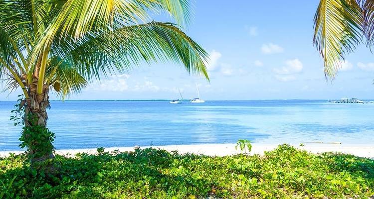 Tropical beach with palm trees and sailboats in the distance.