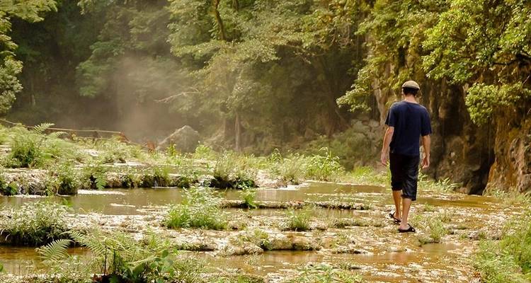 Person walking through a lush landscape.