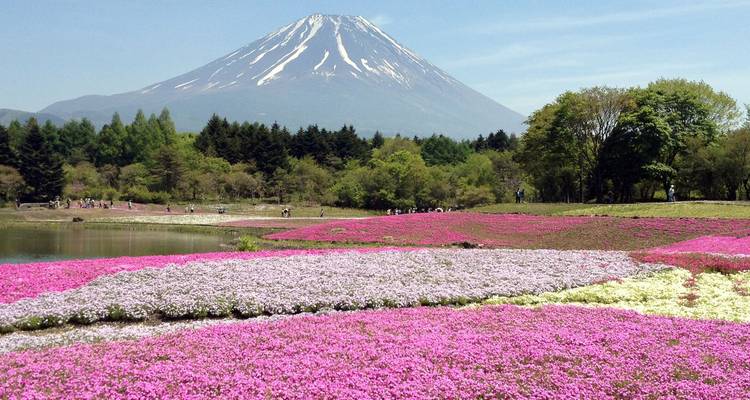 Le Mont Fuji s'élève majestueusement derrière des champs de phlox mousse rose vif et un rivage boisé de lac lors d'une claire journée printanière.