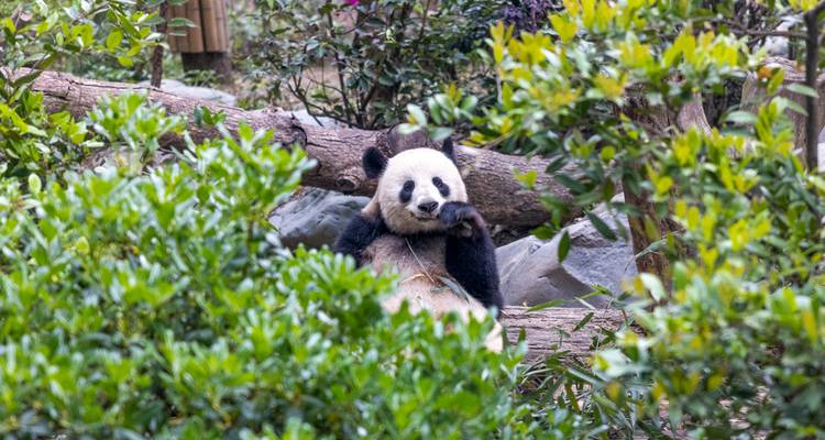 Un adorable panda géant grignotant du bambou en se prélassant parmi des arbustes feuillis.