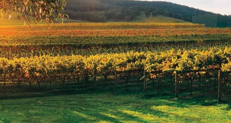 Melbournes Food and Wine Discovery - Trafalgar