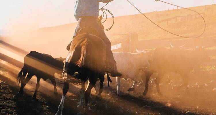 A cowboy on horseback lassoes cattle amidst swirling golden dust at sunrise.